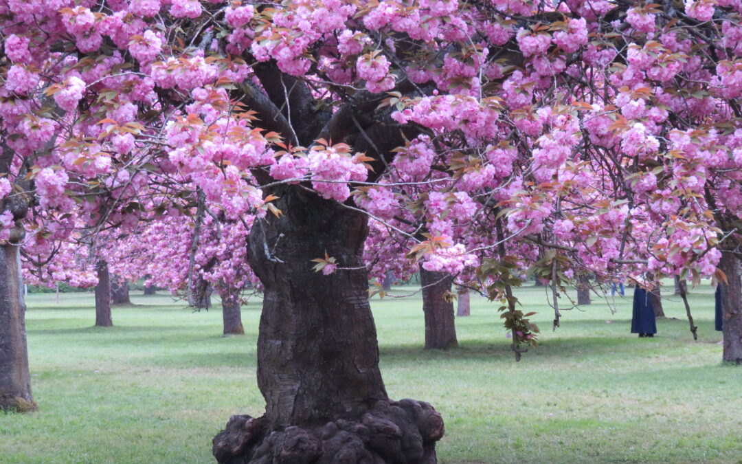 Sous les cerisiers en fleurs/23 avril  L’esprit impressionniste
